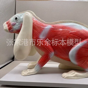 Анатомия на животните Модел анатомия на заек Биологично обзавеждане
